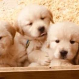 Black Russian Terrier and Golden Retriever Puppies from Russias Royalty/Goldhaven Kennel
