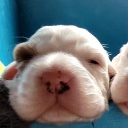 English Setter Puppies from English Setters of the Eyrie