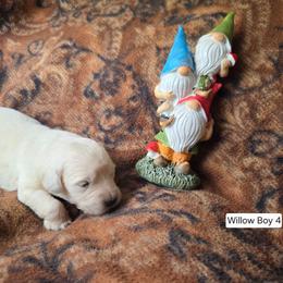 Willow Boy 4 - Light golden male Golden Retriever puppy in Niles, Michigan from Composer Goldens
