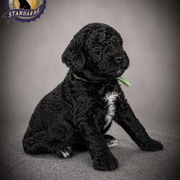 Cartwright's John the Beloved Witness - Black male Poodle puppy in Albany, Kentucky from Impressive Cartwright Standards