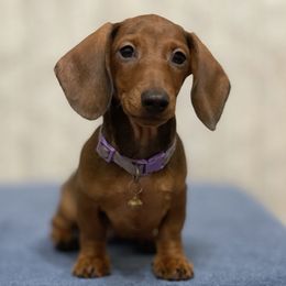 Willow - Dachshund