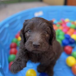Millie - Brown and white female Saint Berdoodle puppy in Chicago, Illinois from Gentle Giant Saint Berdoodles