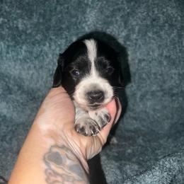 Anchor - Piebald male Dachshund puppy in La Junta, Colorado from Royal King’s Mini Dachshunds