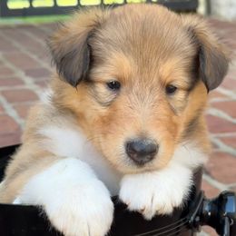 Collie Puppies from Savoy Collies