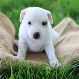 Minnie - White female Jack Russell Terrier puppy in West Bend, Iowa from Blue Skies Terriers