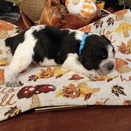 Blue collar  Bocephus - Black and white male English Springer Spaniel puppy in Comer, Georgia from Stratton Spaniels