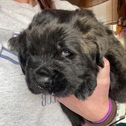 Newfoundland and Shih Tzu Puppies from Grand Meadow Newfoundlands