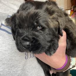 Newfoundland and Shih Tzu Puppies from Grand Meadow Newfoundlands