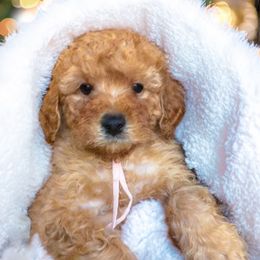 Girl - Peach - Red  female Goldendoodle puppy in Caldwell, Idaho from Idaho Mini Doodles