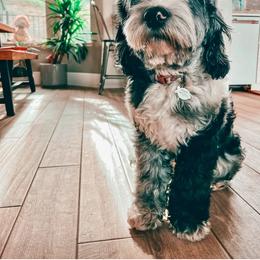 Ivy - Goldendoodle