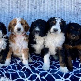 Bernedoodles from West Coast Doodles