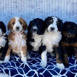 Bernedoodles from West Coast Doodles