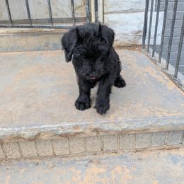 Giant Schnauzer Puppies from Princess Vivi Giant Schnauzer