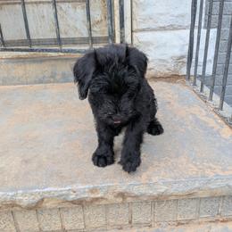 Giant Schnauzer Puppies from Princess Vivi Giant Schnauzer
