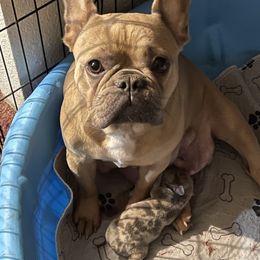 Maddie - French Bulldog