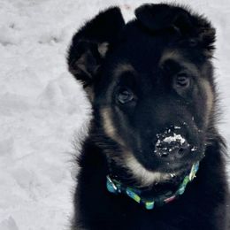 German Shepherds from Patmar German Shepherds