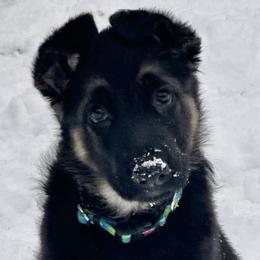 German Shepherds from Patmar German Shepherds