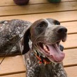 Heidi - German Shorthaired Pointer