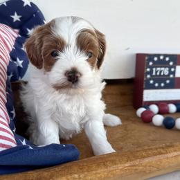 Meadow - White female Cavapoo puppy in Mesa, Arizona from Pedersendoodles