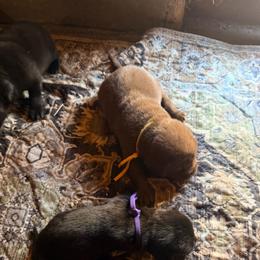 Yellow - Chocolate male Labrador Retriever puppy in Millville, New Jersey from Creekside Canines