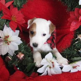 Jack Russell Terrier Puppies from Spritely Jack Russell Terriers