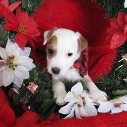 Jack Russell Terrier Puppies from Spritely Jack Russell Terriers