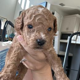 Roo - Red male Cavapoo puppy in Liberty Hill, Texas from Cuddlebug Cavapoos of Austin