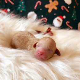 Sugar cookie - Parti female Goldendoodle puppy in Greenville, South Carolina from Lulu’s Doodles