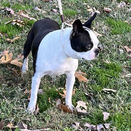 Dharma - Boston Terrier
