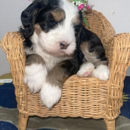 Bernedoodle Puppies from Myt fine doodles