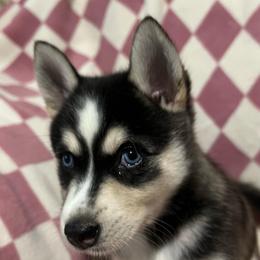 Little girl - Black and white female Alaskan Klee Kai puppy in Little Elm, Texas from Lakeside Alaskan Klee Kai