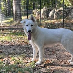 Orange - White Berger Blanc Suisse puppy in New Hampshire from Kennel Sons Of North