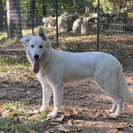 Orange - White Berger Blanc Suisse puppy in New Hampshire from Kennel Sons Of North
