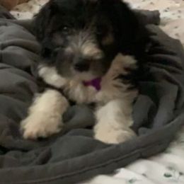 Sheepadoodle Puppies from Riley Grace Puppies