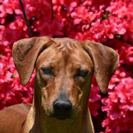 Josie - Rhodesian Ridgeback