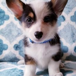 American Corgi and Pembroke Welsh Corgi Puppies from Whimsical Treasure Corgis