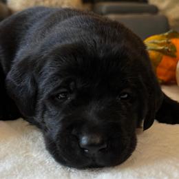 Peach Cobbler - Black female Labrador Retriever puppy in Taylors, South Carolina from Spring Water Labs of the Carolinas