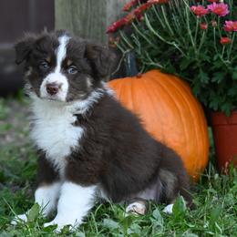 Australian Shepherd Puppies from Foster Creek Farm