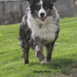 Flash - Miniature Australian Shepherd