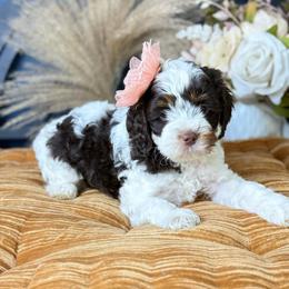 Liberty - Tri-color female Australian Labradoodle puppy in Taylor, Michigan from Mi Best Doodle Ever, LLC