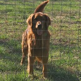 Brick - Golden Retriever
