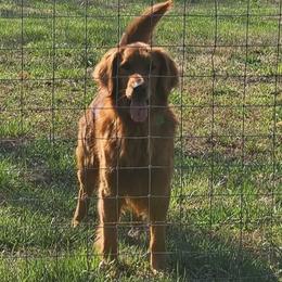 Brick - Golden Retriever