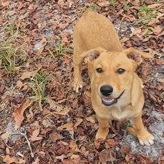 Carolina Dog Puppies from Carolina Dogs Of The Forgotten Coast