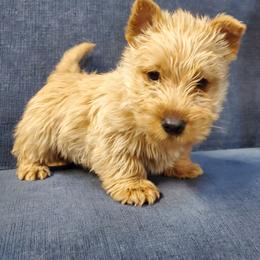 Brie - Wheaten female Scottish Terrier puppy in Crossville, Tennessee from Cavern Kennels