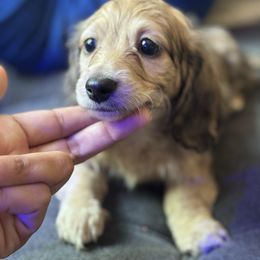 Blossom - Cream female Dachshund puppy in Rialto, California from DashiesDach