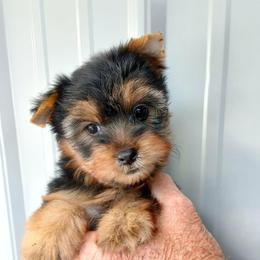 Girl 1 - Black and gold female Yorkshire Terrier puppy in Jamestown, Tennessee from Green Ridge
