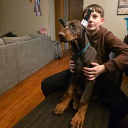 Teal - Red and rust female Doberman Pinscher puppy in Knox, Indiana from Double River Dobermans