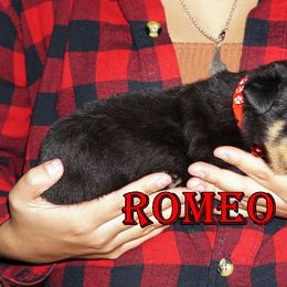 Pomsky, Rottweiler, Shetland Sheepdog, and Toy Shetland Sheepdog Puppies from Mountain High Kennels