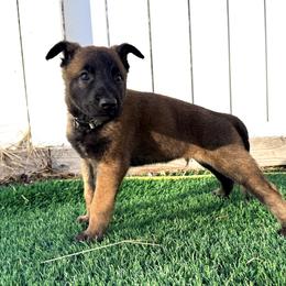 Gray Collar - Fawn sable male Belgian Malinois puppy in Trenton, Georgia from Laeknir K9