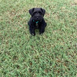 Miniature Schnauzer Puppies from Circle R Ranch